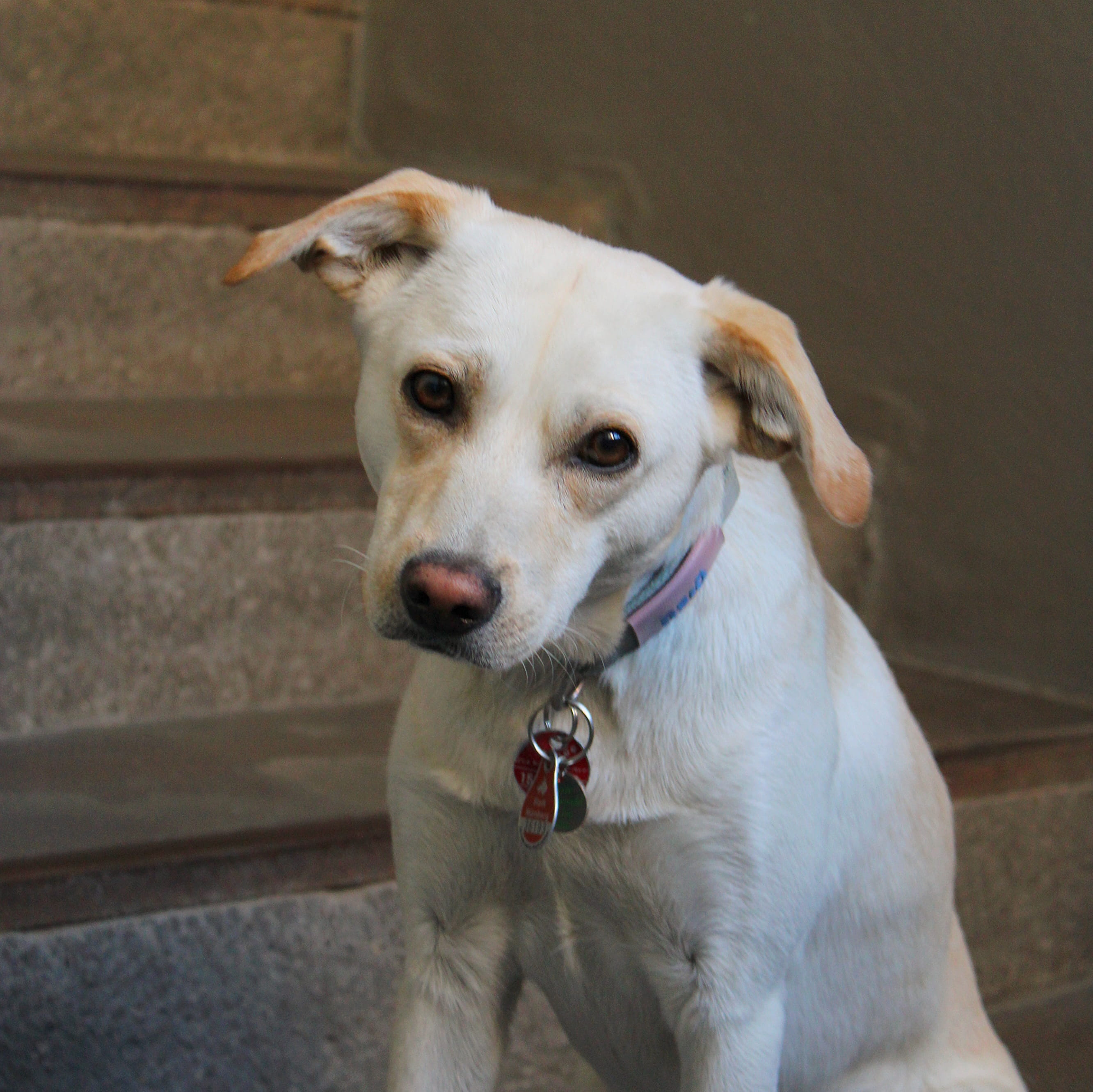 Bürohund Clapton.