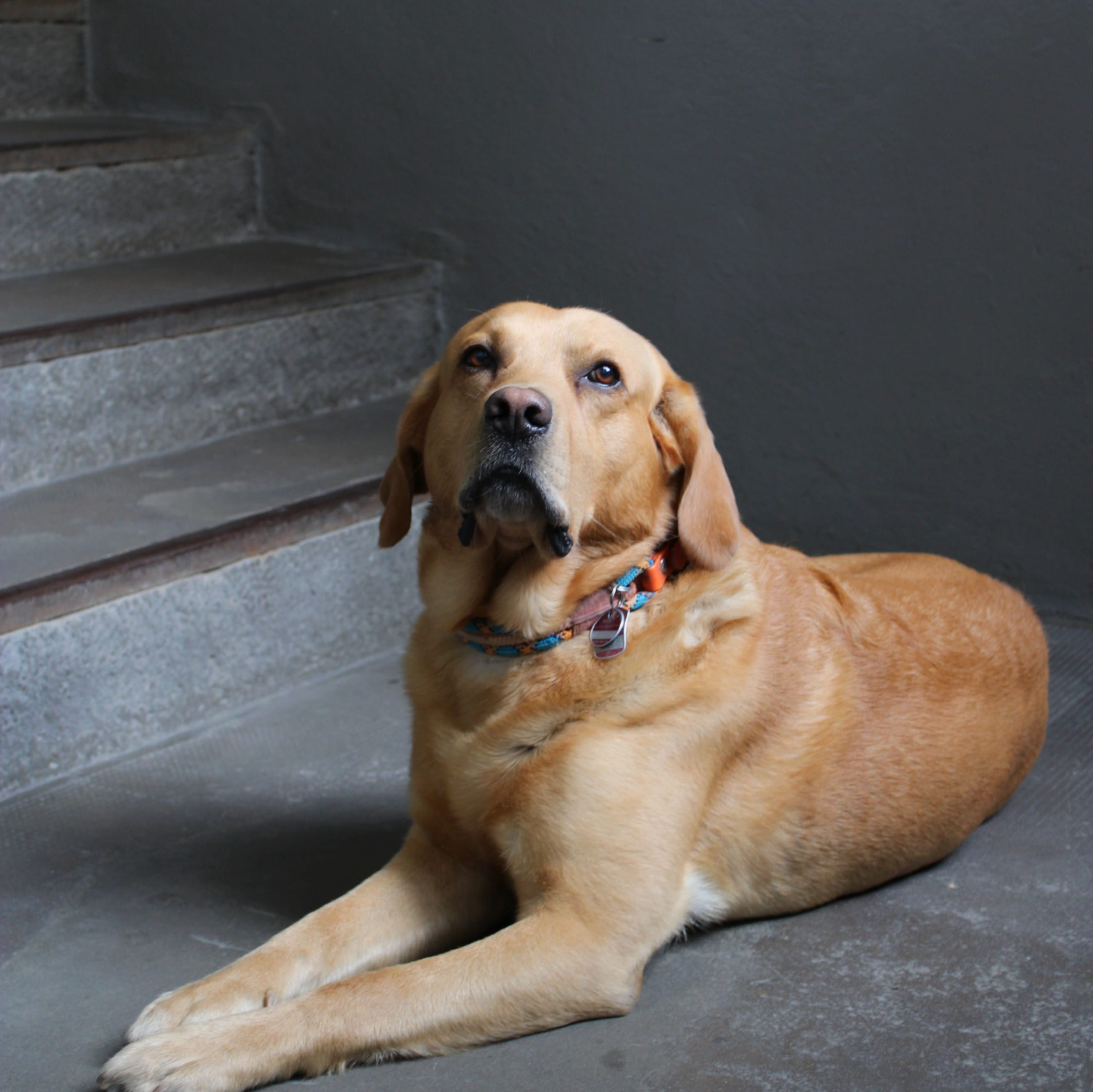 Bürohund Paul