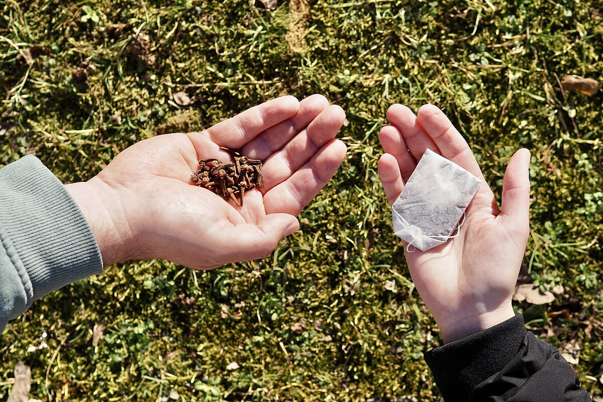 Zwei Handflächen mit Ärmelansatz vor grünem Hintergrund, auf der linken Handfläche Gewürznelken, auf der rechten ein Teebeutel