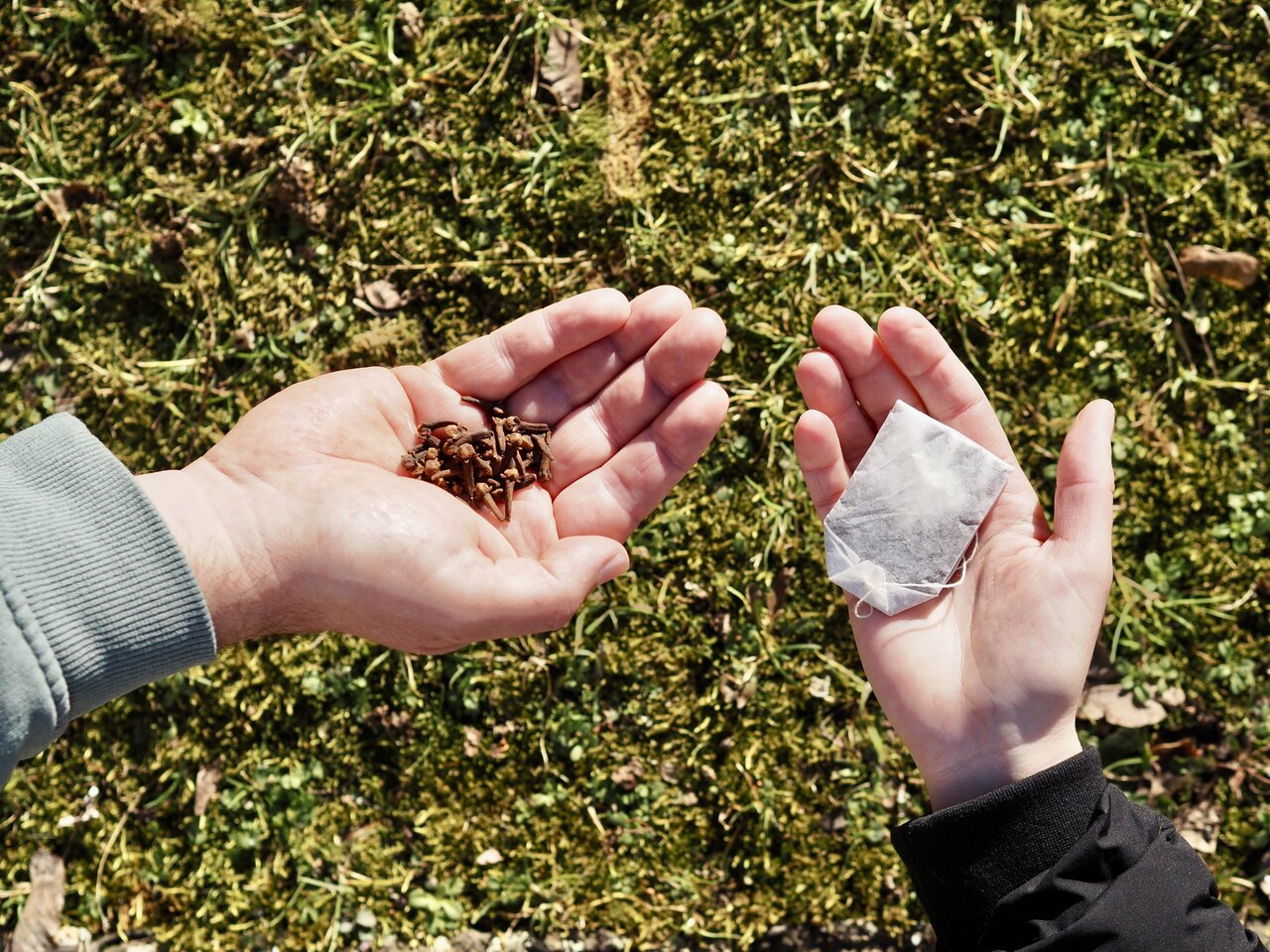 Zwei Handflächen mit Ärmelansatz vor grünem Hintergrund, auf der linken Handfläche Gewürznelken, auf der rechten ein Teebeutel